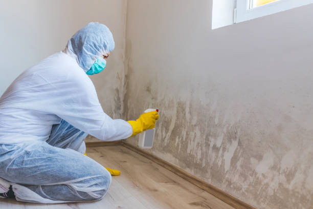Licensed Black Mold Removal service in Waldwick, NJ - WQB Mold Removal